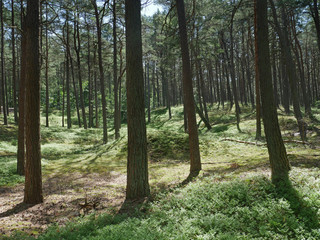 Wyspa Wolin WPN - Las w okolicy latarni KIKUT