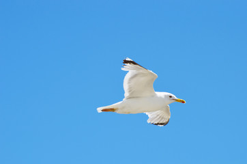 Close-up fat sea gull flying in blue sky, summer,freedom background