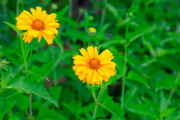 Saiju taro in the botanical garden