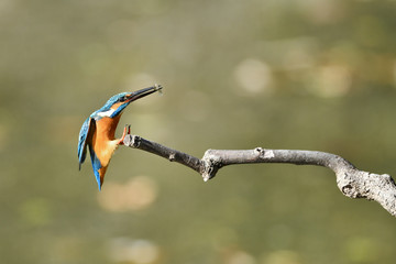カワセミの捕食