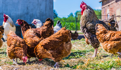 Chickens on traditional free range poultry farm
