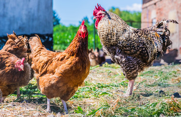 Chickens on traditional free range poultry farm