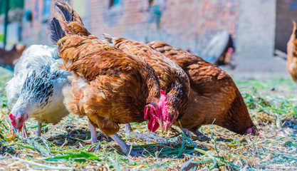 Chickens on traditional free range poultry farm © monticellllo