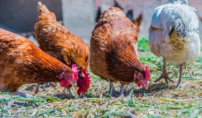 Chickens on traditional free range poultry farm © monticellllo