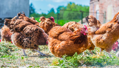 Chickens on traditional free range poultry farm © monticellllo