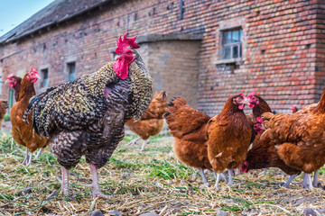 Chickens on traditional free range poultry farm
