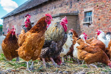 Chickens on traditional free range poultry farm © monticellllo