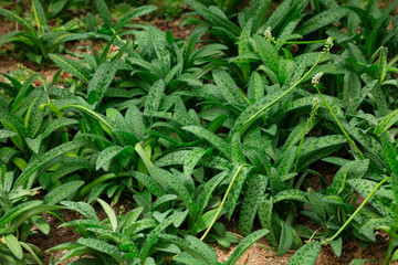 Dioscorea plants in the botanical garden