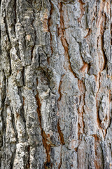 wood texture