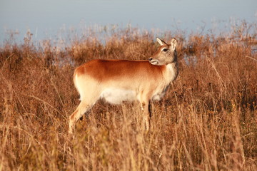 Sumpfantilopen Weibchen