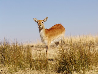 Sumpfantilopen Weibchen