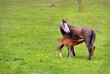 Horses Vratsa mountain