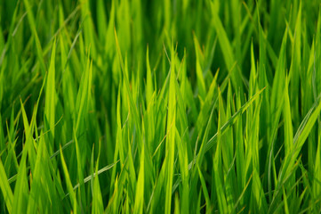 Fototapeta na wymiar 日本の初夏、緑が美しい稲が育つ水田