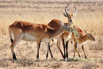Sumpfantilopen - Lechwe
