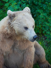 The B&auml;rengraben, or Bear Pit, is a tourist attraction in the Swiss capital city of Bern. It is a bear pit, or enclosure housing bears, situated at the eastern edge of the old city of Bern