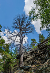 Obraz premium Majestic scary old dried tree landscape sky