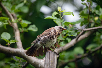 Turdus pilaris