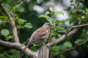 Turdus pilaris