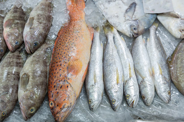 Fresh red grouper on ice in the fish market. Red-banded grouper. Seafood. Tasting seafood from Thailand. Red fish on the counter night market. Lying on the ice table. 