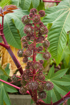 Castor bean plant in a Montreal garden