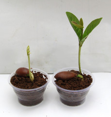 Seeds Germination in rainy season, seeds to plant grow