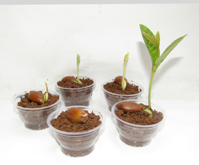 Seeds Germination in rainy season, seeds to plant grow