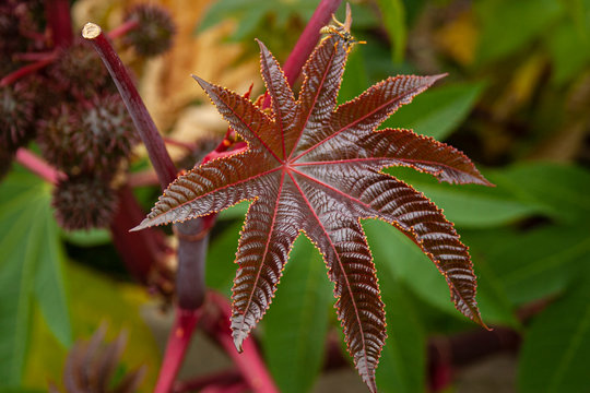 Castor Bean leaf in a Montreal park