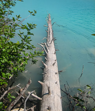 Fallen log in Lake Louise, Canada