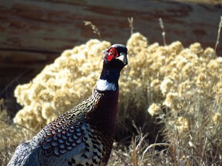 pheasant in field