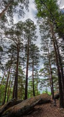 Pine forest in the mountains