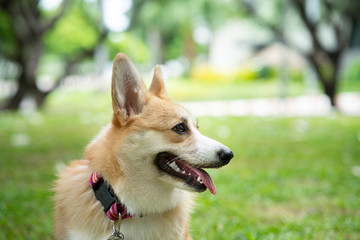 Corgi dog on the grass in summer sunny day