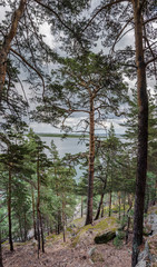 Fototapeta premium Pine forest in the mountains