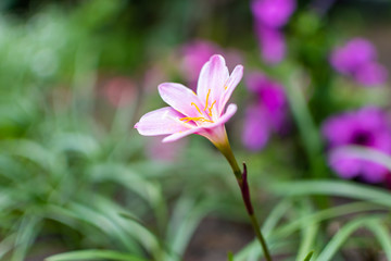 Fototapeta premium Beautiful purple pink flower close-up in the summer park on green grass slick background
