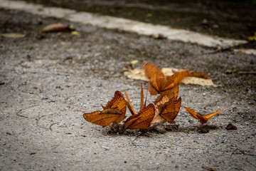 Colorful butterfly on the ground