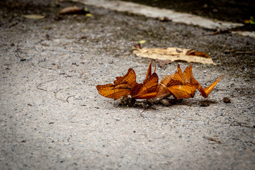 Colorful butterfly on the ground