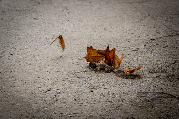 Colorful butterfly on the ground