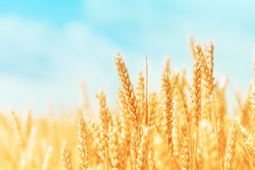 Autumn landscape of wheat field. Beautiful ripe organic ears of wheat during harvest against blue sky. - obrazy, fototapety, plakaty