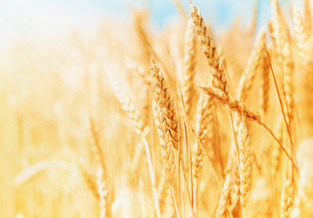 Ripe and organic ears of wheat during harvest against blue sky in sunny day. Beautiful landscape of wheat field. - obrazy, fototapety, plakaty