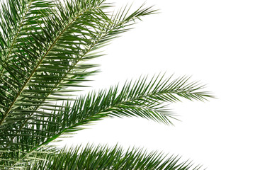  Palm leaves isolated on white background for decor your project.
