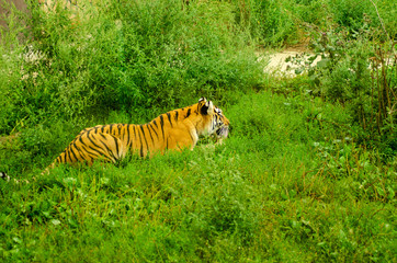 A Tiger gnawing on meat