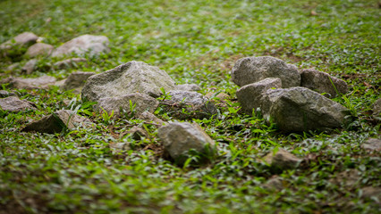 Naklejka na ściany i meble The grey limestones with the green grass texture for landscape design. The ground design for the garden. Natural garden design. Rocks and plants texture background.