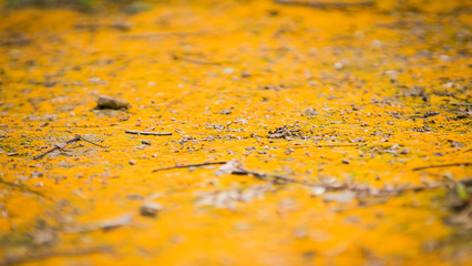 Moss texture. Moss background. Yellow moss on grunge texture, background