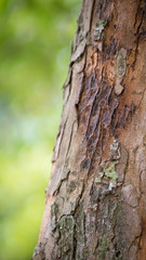 Texture of old tropical tree bark with green moss spots.