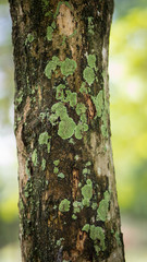 Texture of old tropical tree bark with green moss spots.