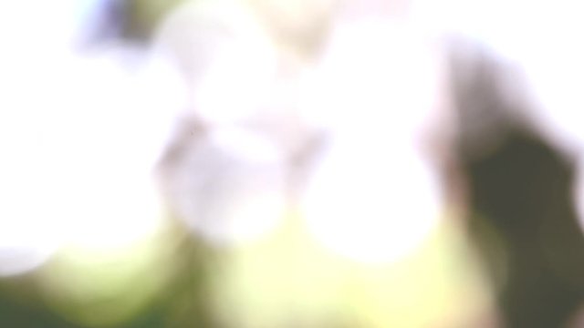 Abstract blurred nature background, tranquil scene for meditation.