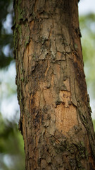 Texture of old tropical tree bark with green moss spots.