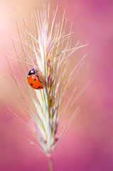 Coccinelle sur fond rose