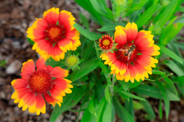 Gaillardia in the botanical garden