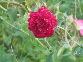 red rose in garden