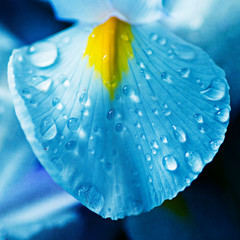 Pétal de fleur blanche bleue jaune et gouttes d'eau